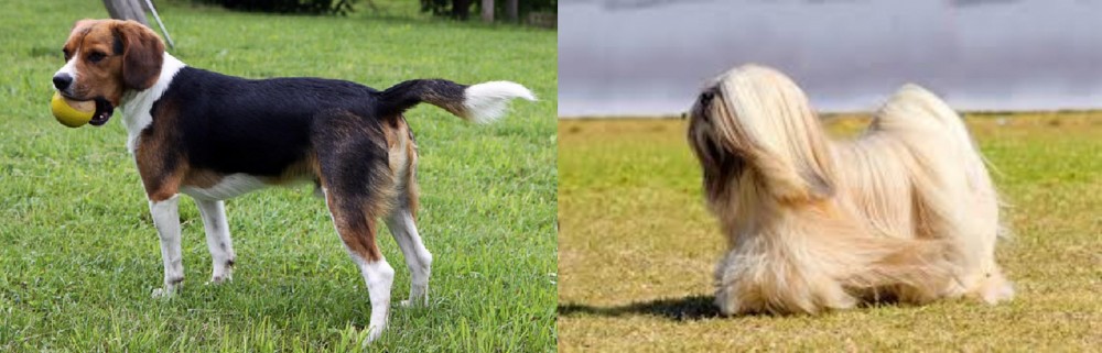 Lhasa Apso vs Beaglier - Breed Comparison