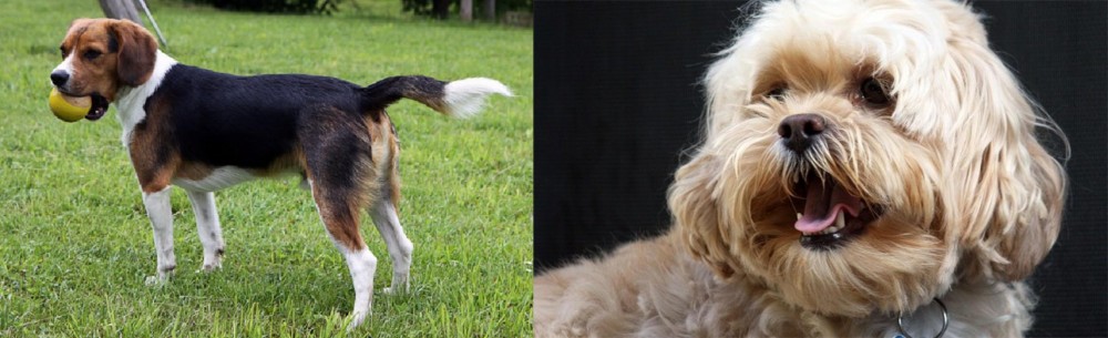 Lhasapoo vs Beaglier - Breed Comparison