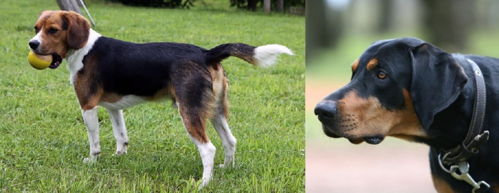 Lithuanian Hound vs Beaglier - Breed Comparison