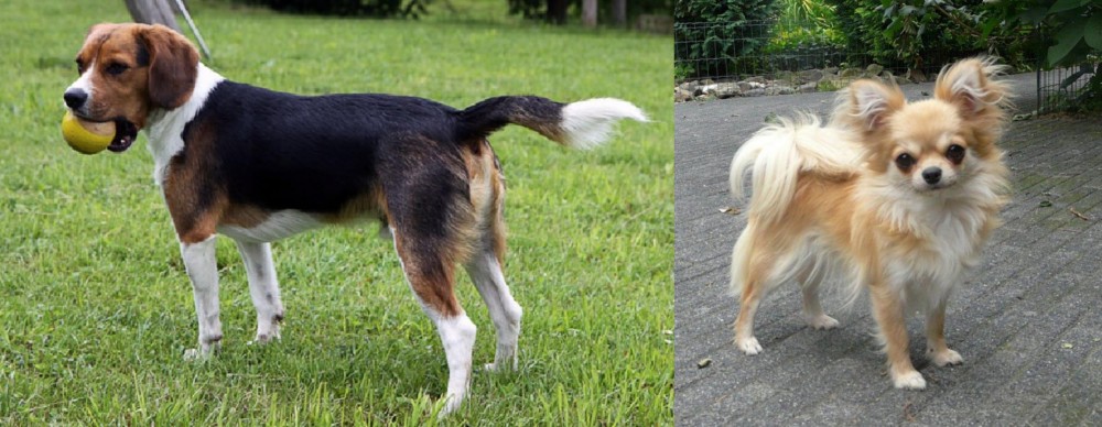Long Haired Chihuahua vs Beaglier - Breed Comparison
