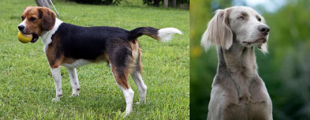 Longhaired Weimaraner vs Beaglier - Breed Comparison