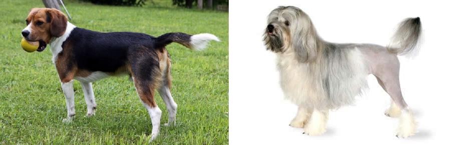 Lowchen vs Beaglier - Breed Comparison