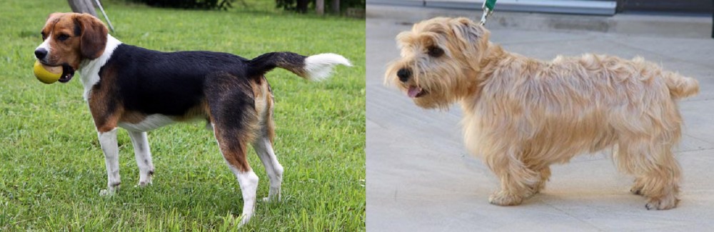 Lucas Terrier vs Beaglier - Breed Comparison