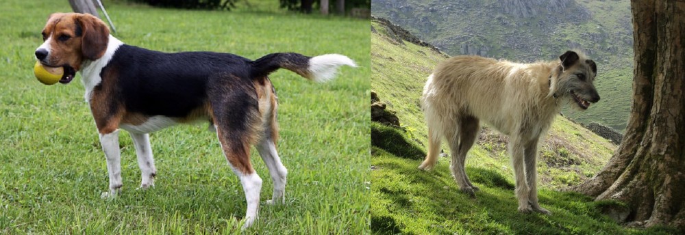 Lurcher vs Beaglier - Breed Comparison