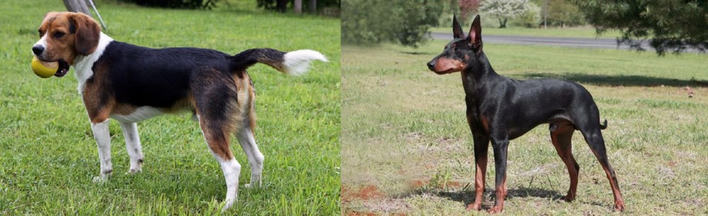Manchester Terrier vs Beaglier - Breed Comparison
