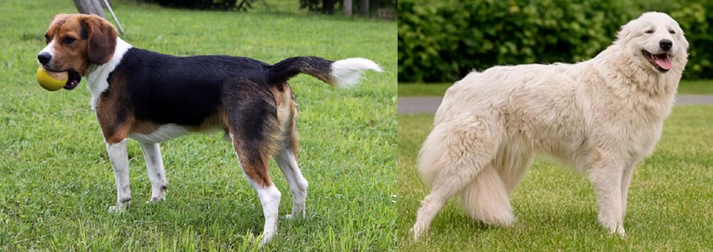 Maremma Sheepdog vs Beaglier - Breed Comparison