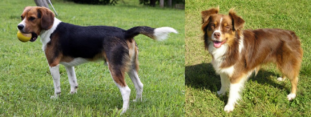 Miniature Australian Shepherd vs Beaglier - Breed Comparison