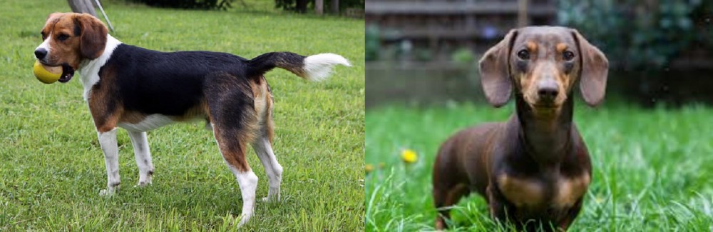 Miniature Dachshund vs Beaglier - Breed Comparison