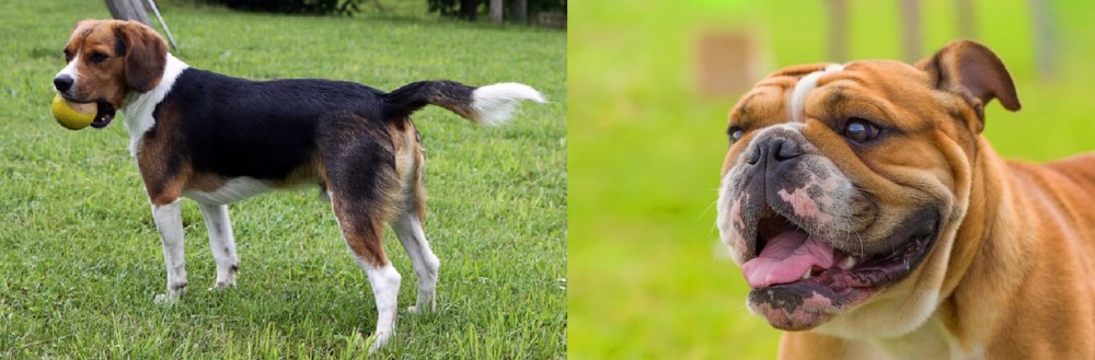 Miniature English Bulldog vs Beaglier - Breed Comparison