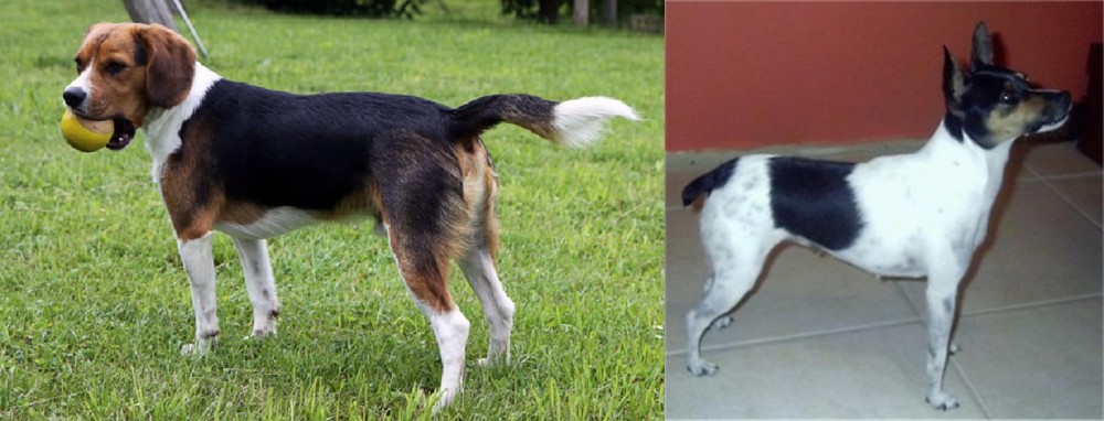 Miniature Fox Terrier vs Beaglier - Breed Comparison