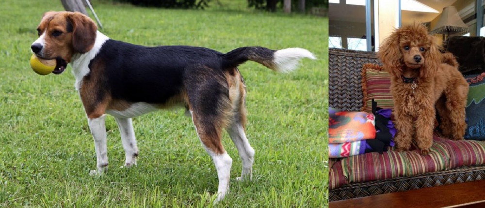 Miniature Poodle vs Beaglier - Breed Comparison