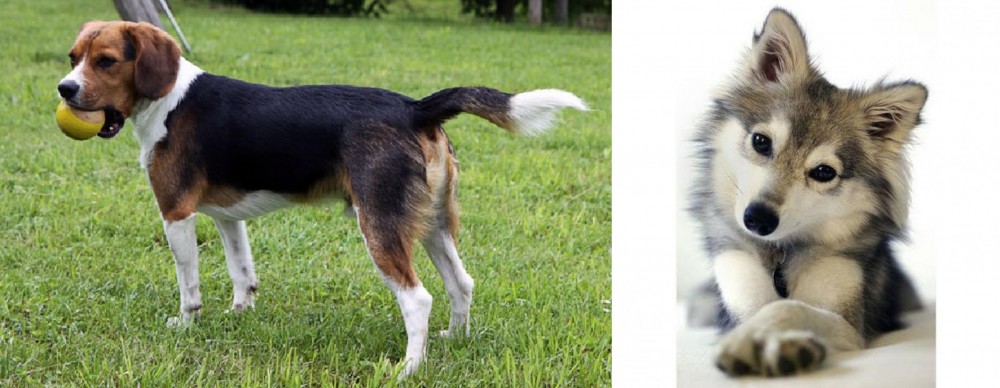 Miniature Siberian Husky vs Beaglier - Breed Comparison