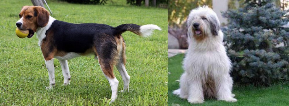 Mioritic Sheepdog vs Beaglier - Breed Comparison