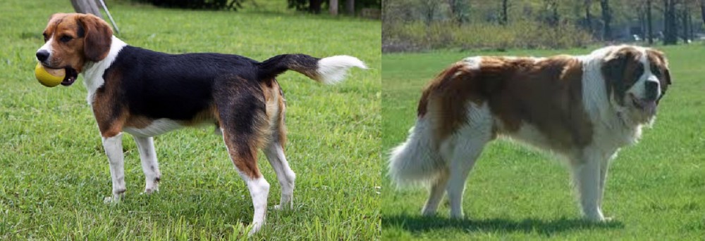Moscow Watchdog vs Beaglier - Breed Comparison