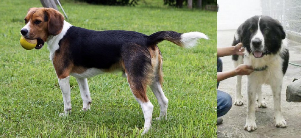Mucuchies vs Beaglier - Breed Comparison