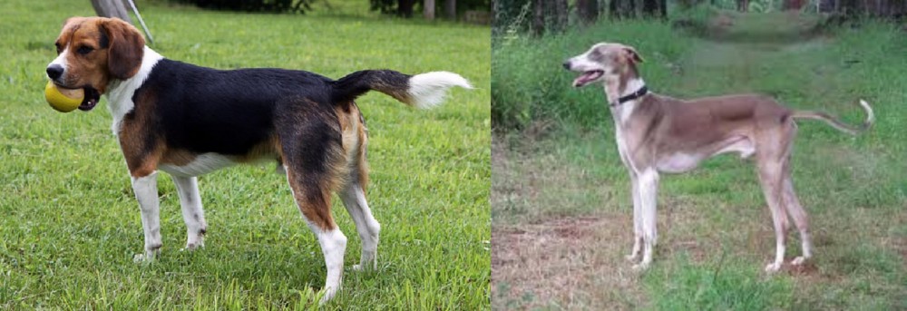 Mudhol Hound vs Beaglier - Breed Comparison