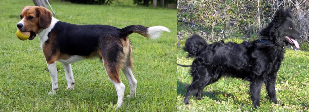 Mudi vs Beaglier - Breed Comparison