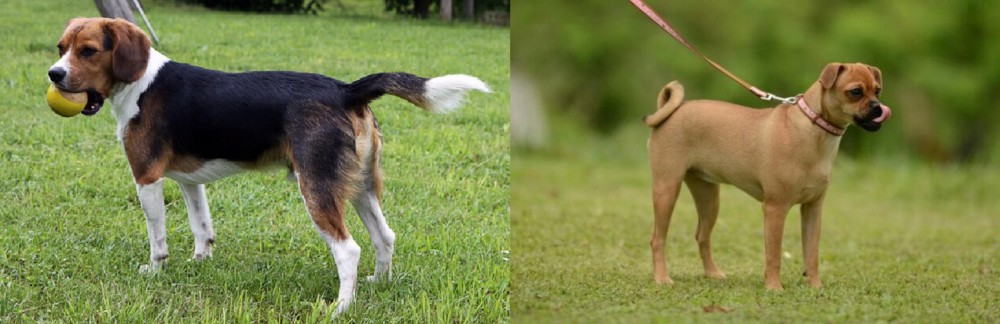 Muggin vs Beaglier - Breed Comparison