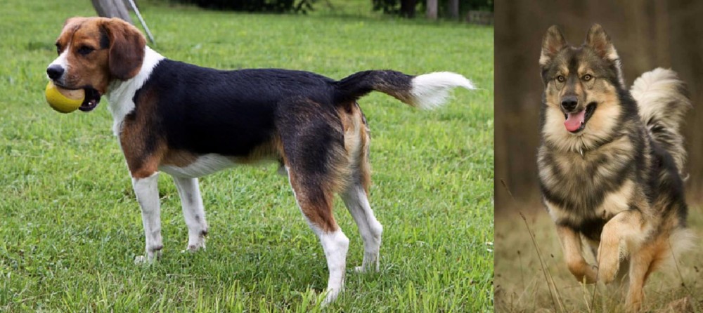 Native American Indian Dog vs Beaglier - Breed Comparison