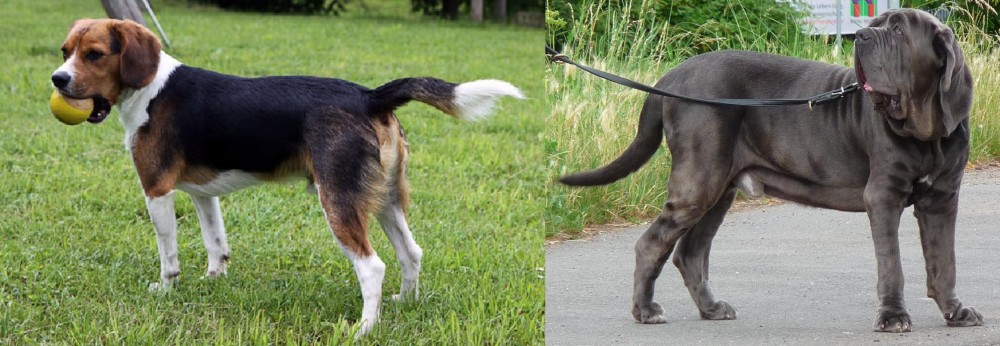 Neapolitan Mastiff vs Beaglier - Breed Comparison