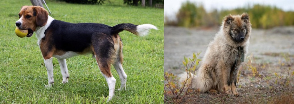 Nenets Herding Laika vs Beaglier - Breed Comparison