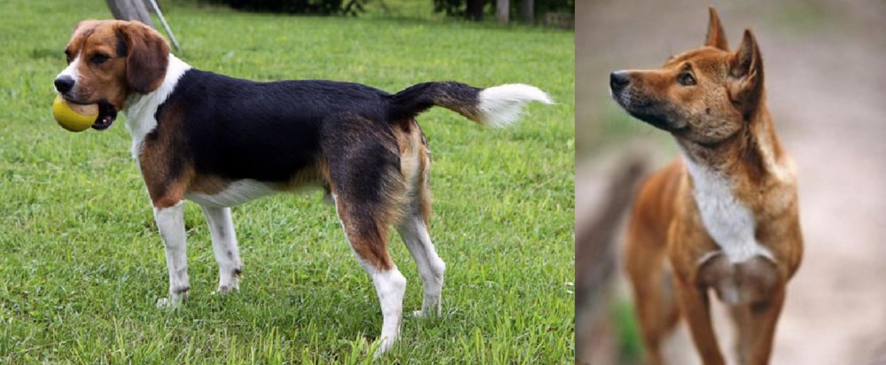 New Guinea Singing Dog vs Beaglier - Breed Comparison