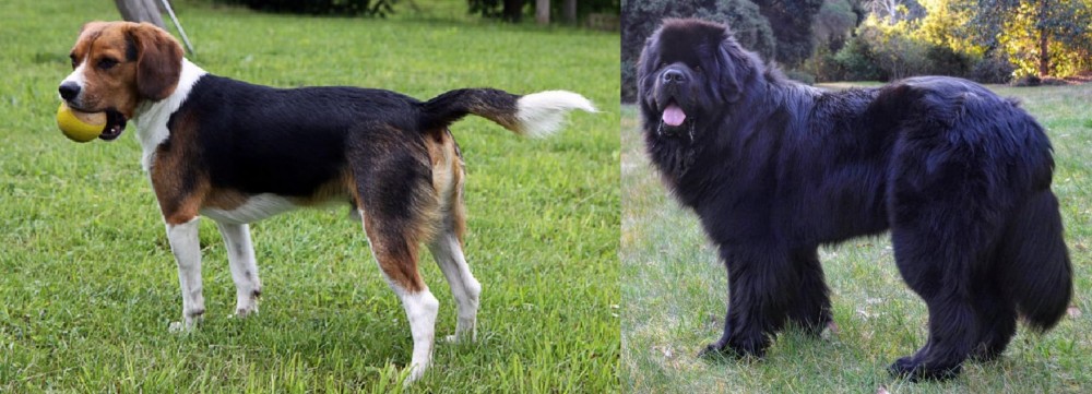 Newfoundland Dog vs Beaglier - Breed Comparison