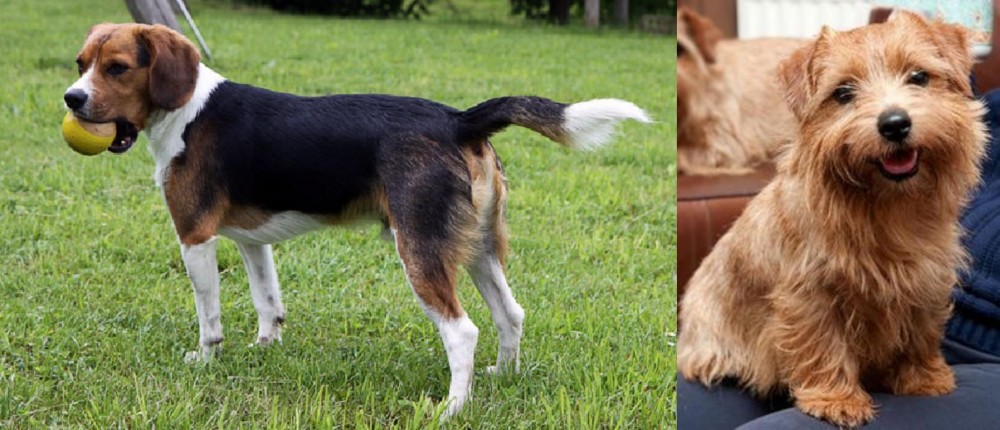 Norfolk Terrier vs Beaglier - Breed Comparison