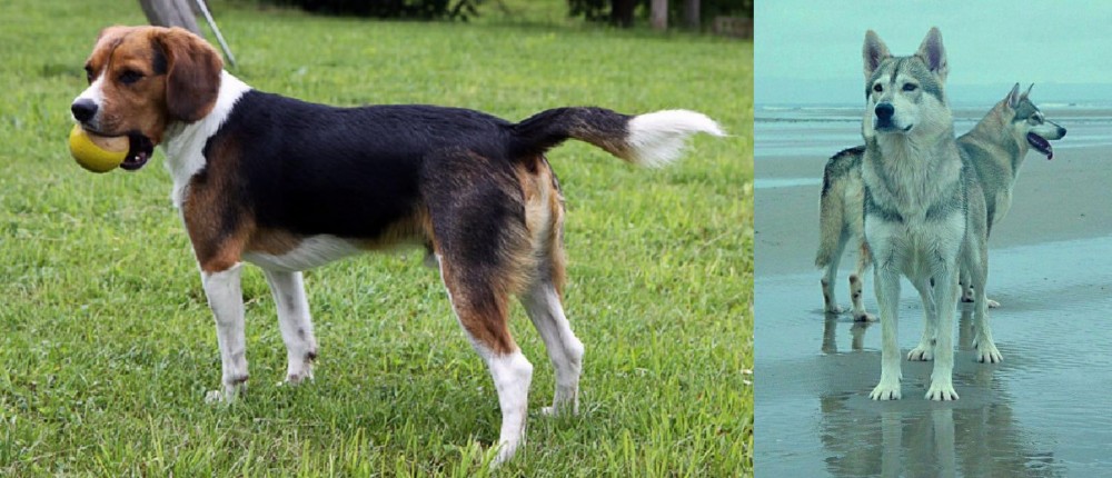 Northern Inuit Dog vs Beaglier - Breed Comparison