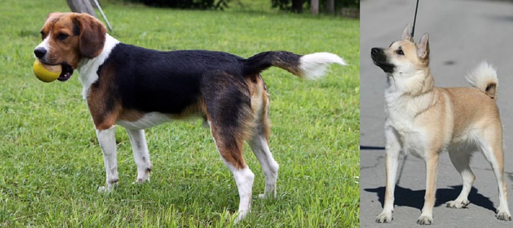 Norwegian Buhund vs Beaglier - Breed Comparison