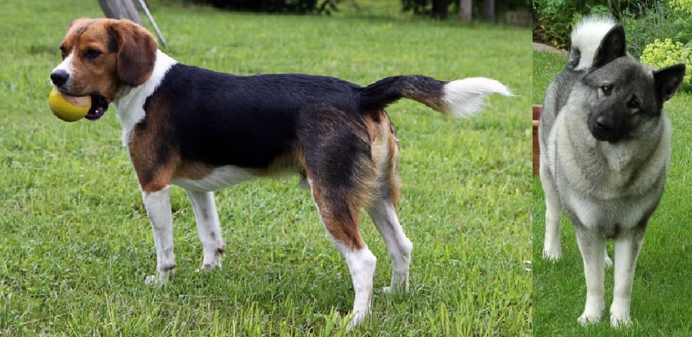 Norwegian Elkhound vs Beaglier - Breed Comparison