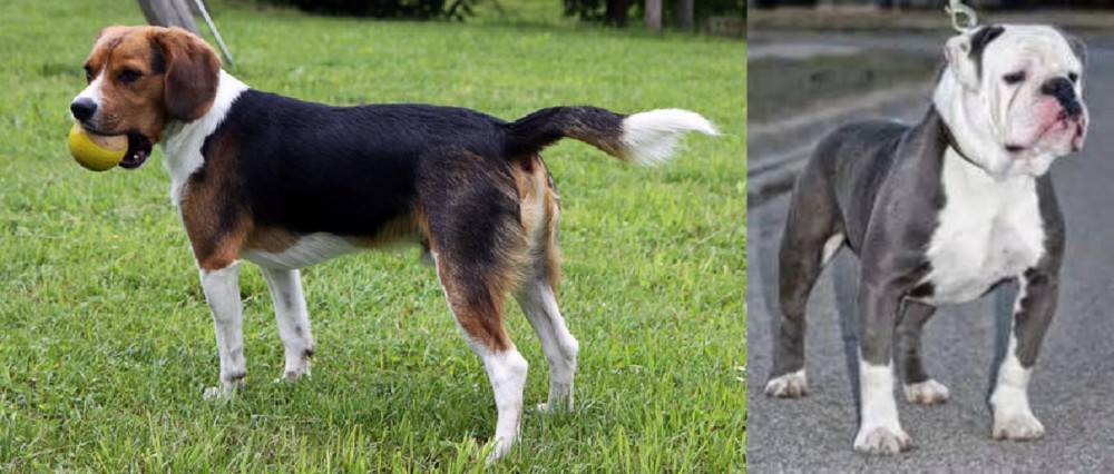 Old English Bulldog vs Beaglier - Breed Comparison
