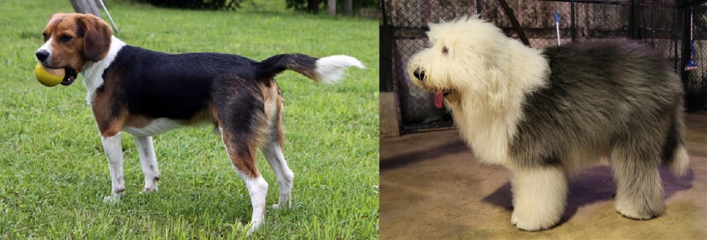 Old English Sheepdog vs Beaglier - Breed Comparison