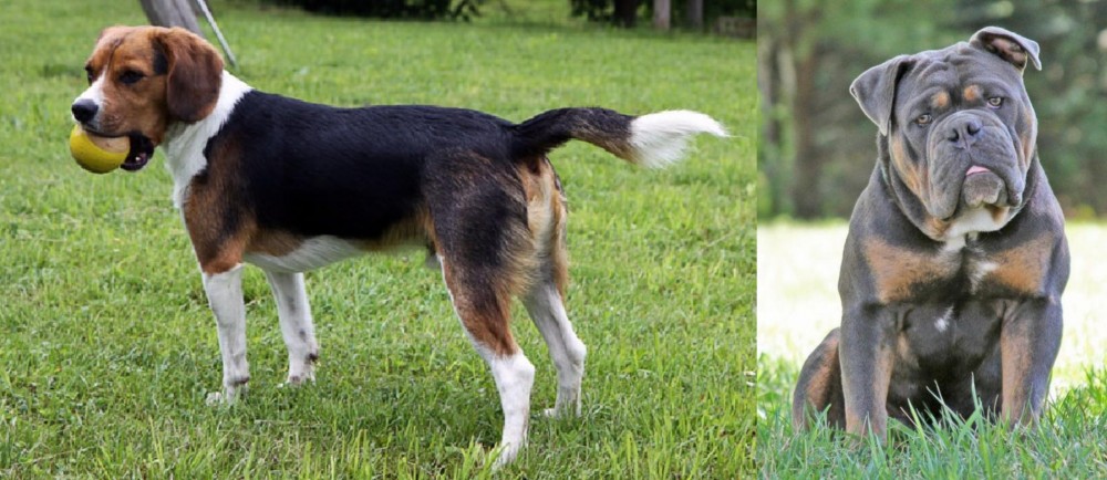 Olde English Bulldogge vs Beaglier - Breed Comparison