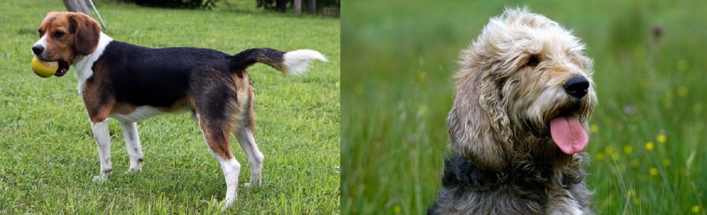 Otterhound vs Beaglier - Breed Comparison