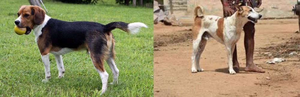 Pandikona vs Beaglier - Breed Comparison