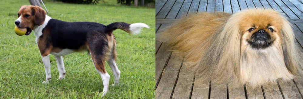 Pekingese vs Beaglier - Breed Comparison