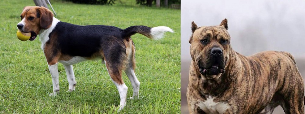 Perro de Presa Canario vs Beaglier - Breed Comparison