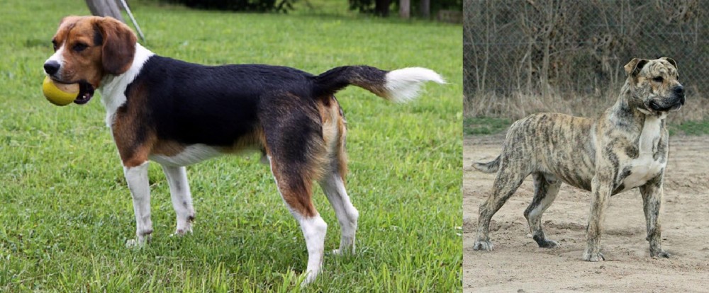 Perro de Presa Mallorquin vs Beaglier - Breed Comparison