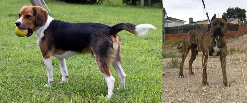 Perro de Toro vs Beaglier - Breed Comparison