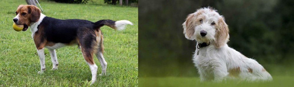 Petit Basset Griffon Vendeen vs Beaglier - Breed Comparison