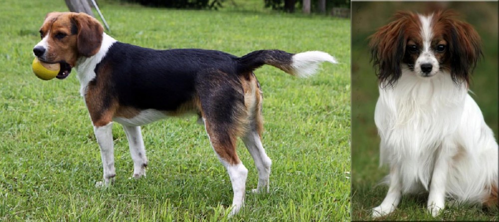 Phalene vs Beaglier - Breed Comparison