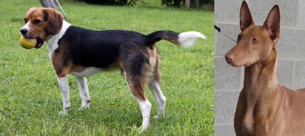 Pharaoh Hound vs Beaglier - Breed Comparison