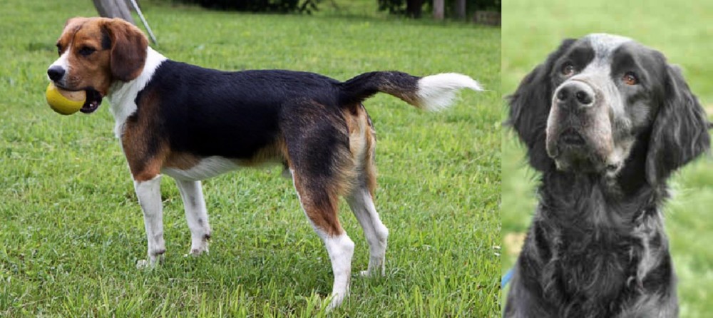 Picardy Spaniel vs Beaglier - Breed Comparison