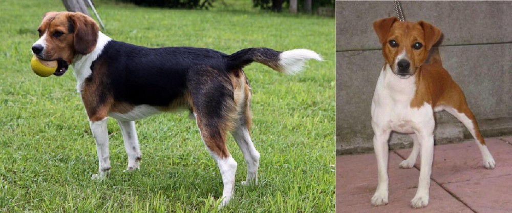 Plummer Terrier vs Beaglier - Breed Comparison