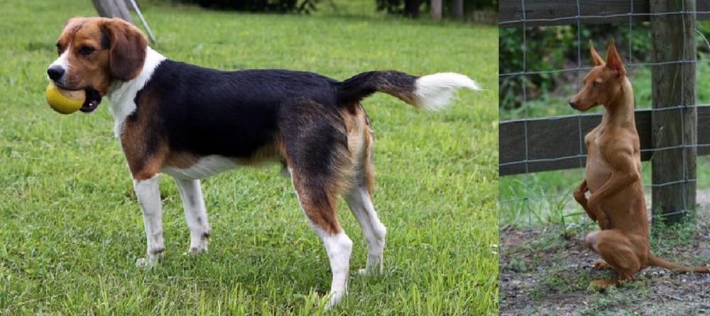 Podenco Andaluz vs Beaglier - Breed Comparison