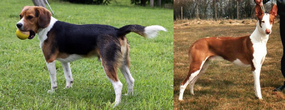 Podenco Canario vs Beaglier - Breed Comparison