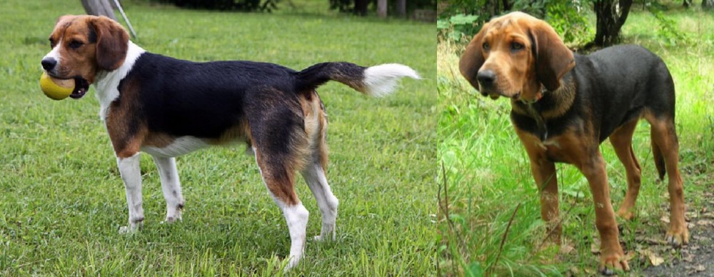Polish Hound vs Beaglier - Breed Comparison