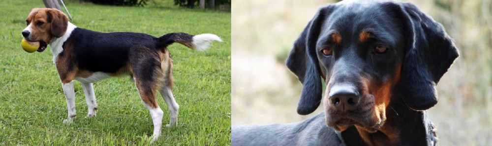 Polish Hunting Dog vs Beaglier - Breed Comparison