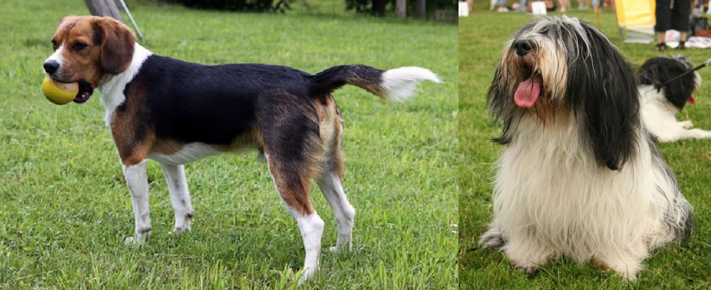 Polish Lowland Sheepdog vs Beaglier - Breed Comparison